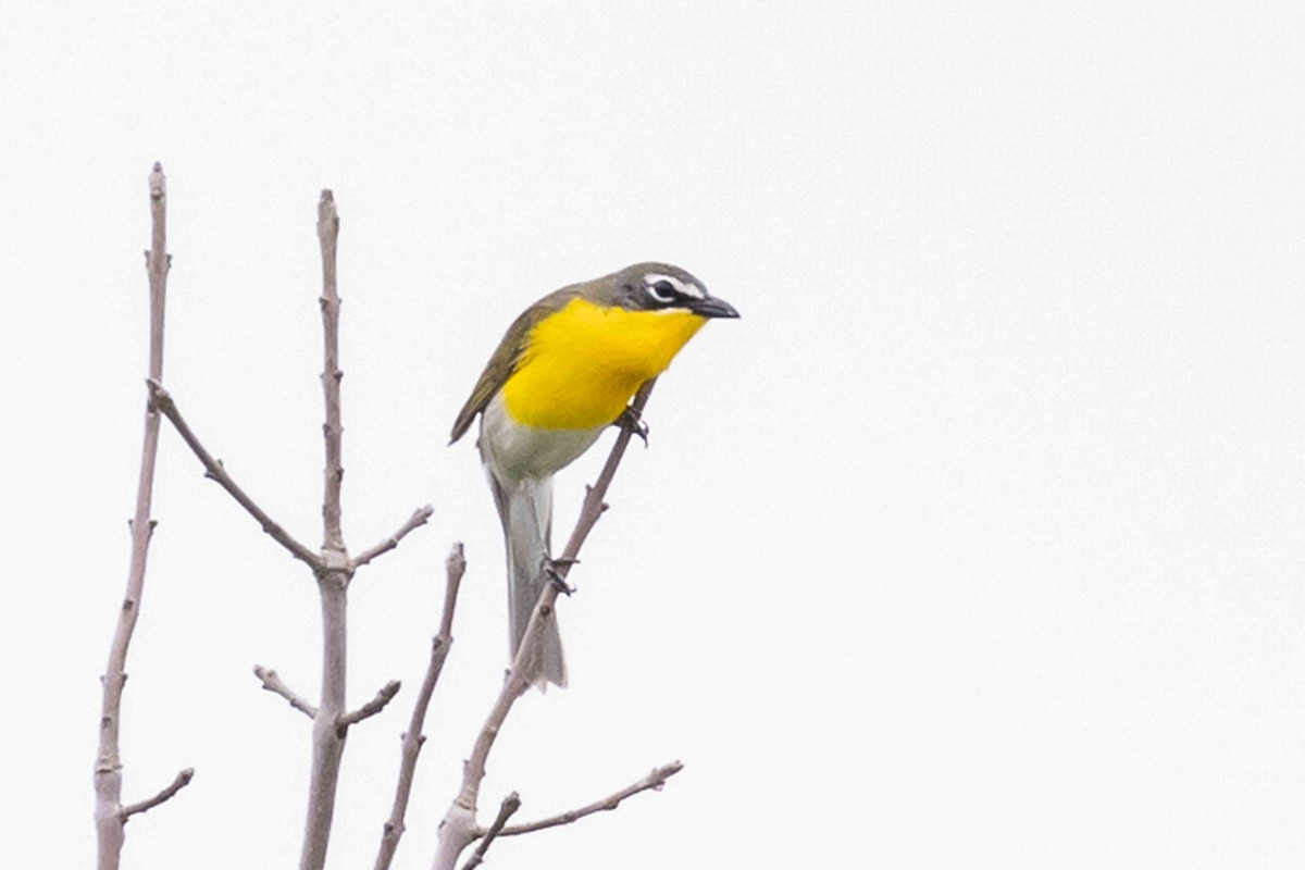 Yellow-breasted Chat - ML620030763