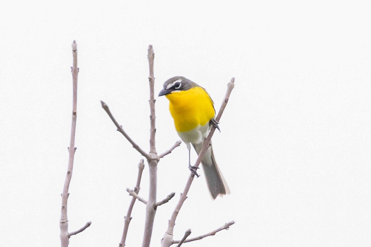 Yellow-breasted Chat - ML620030764