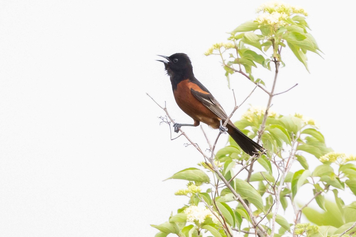 Orchard Oriole - ML620030768