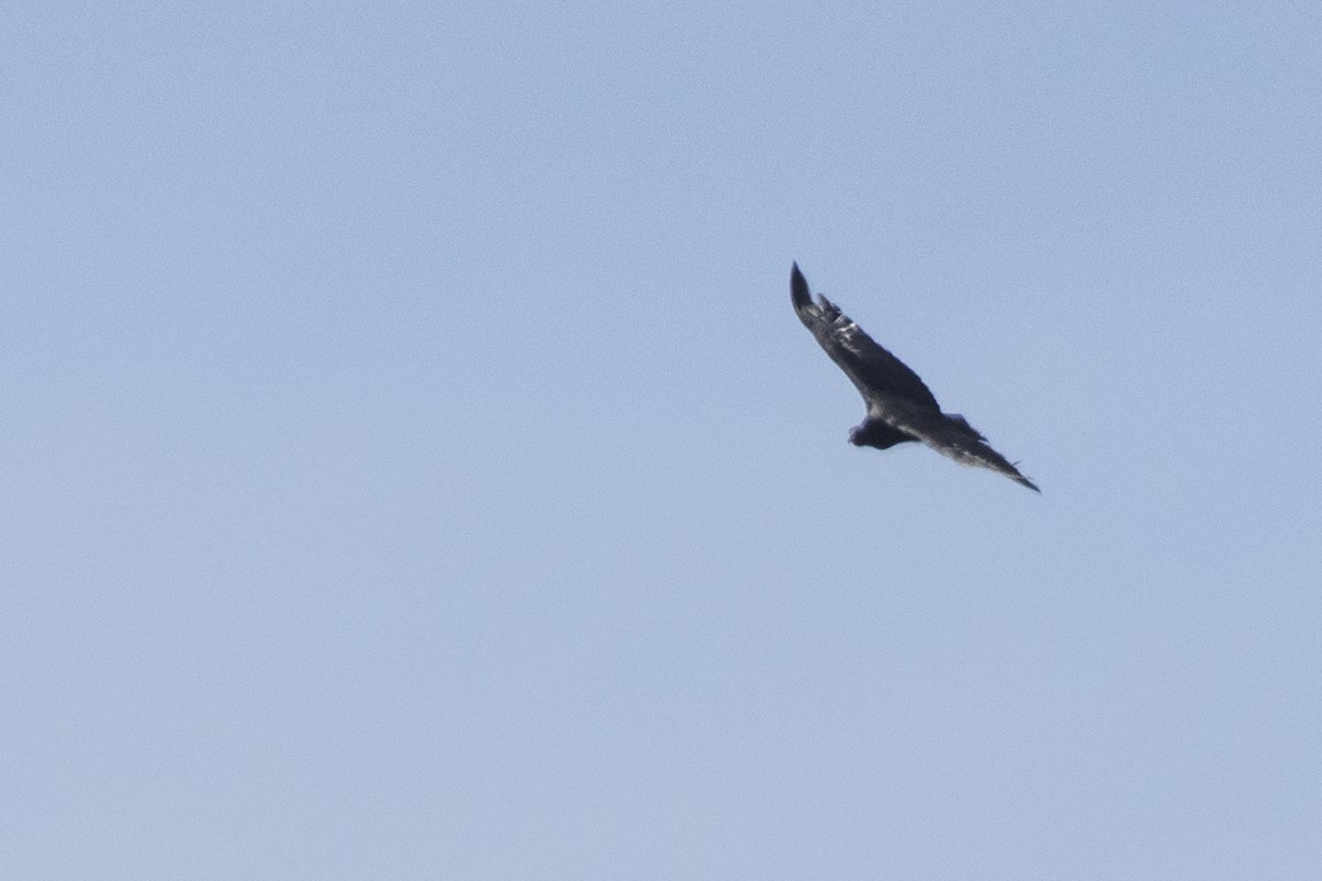 Zone-tailed Hawk - ML620030769