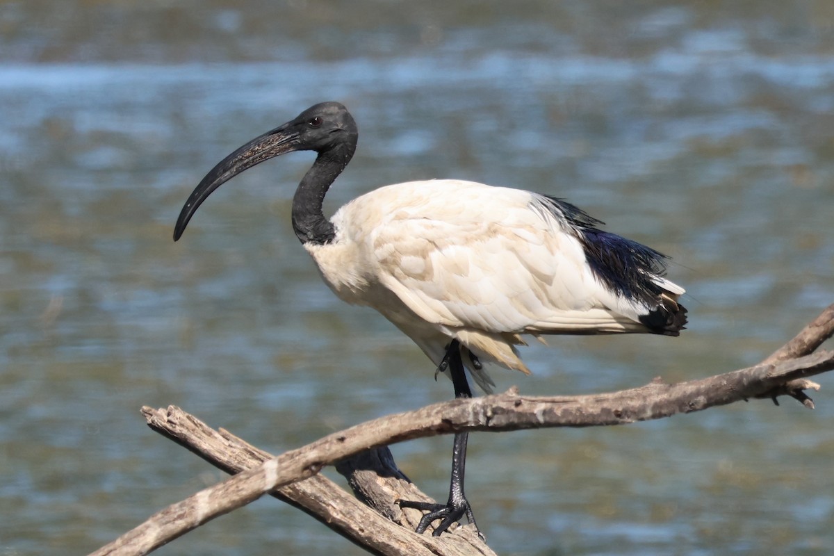 ibis posvátný - ML620030782