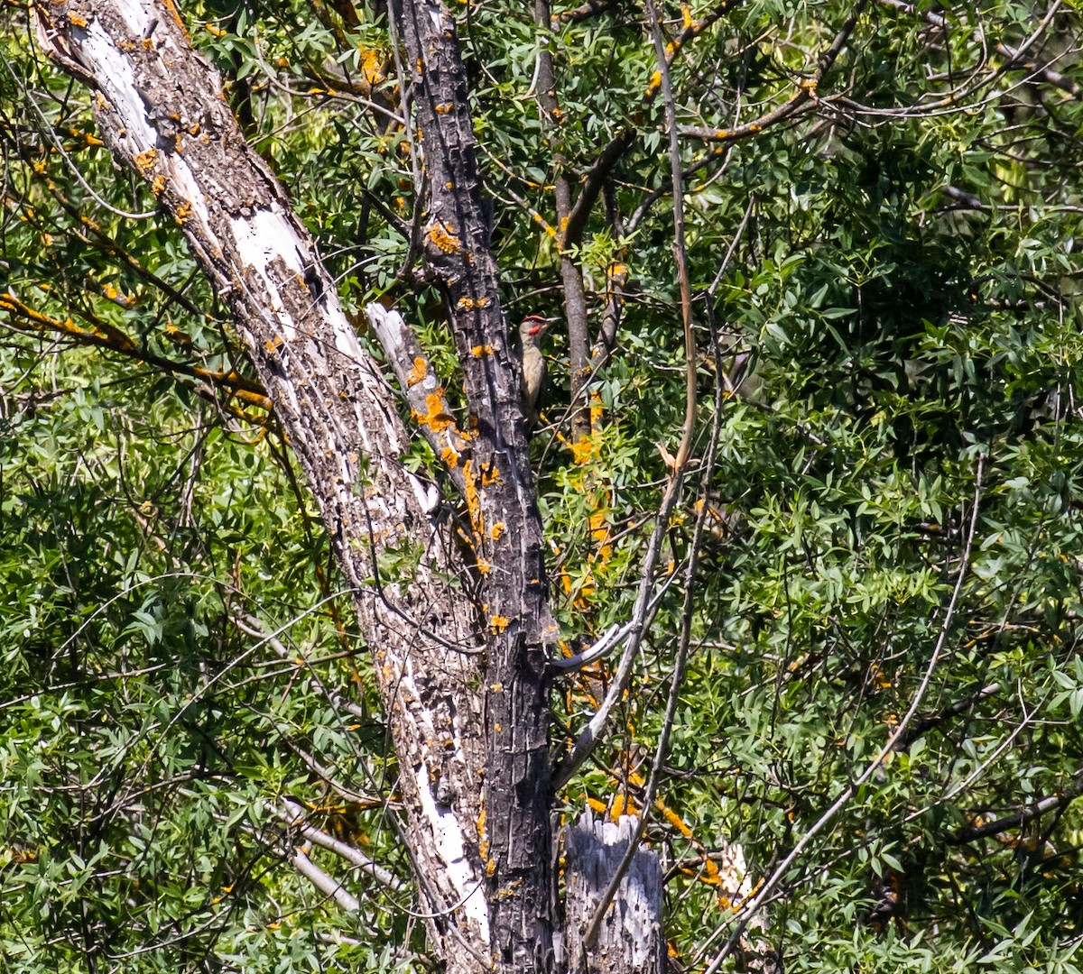 Iberian Green Woodpecker - ML620030811