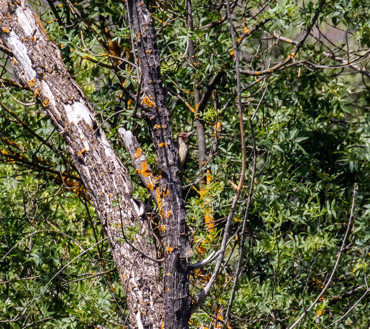 Iberian Green Woodpecker - ML620030816