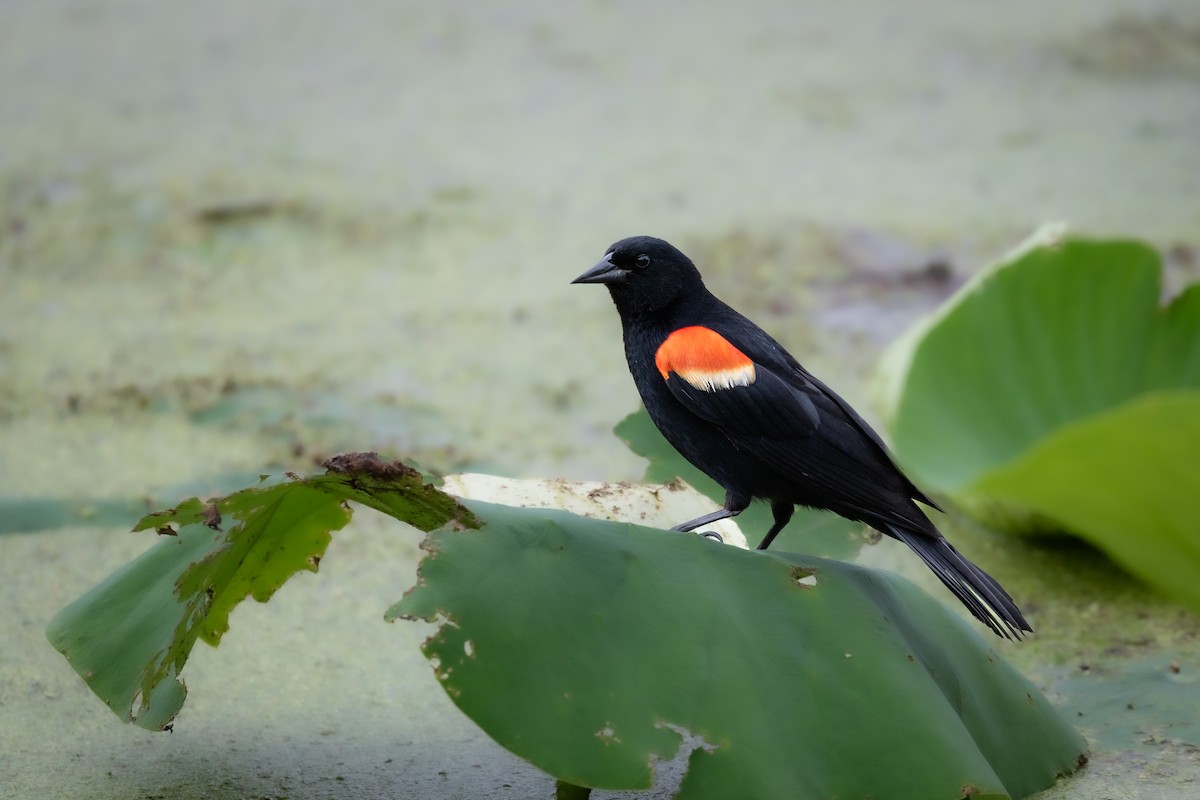 Red-winged Blackbird - ML620030821