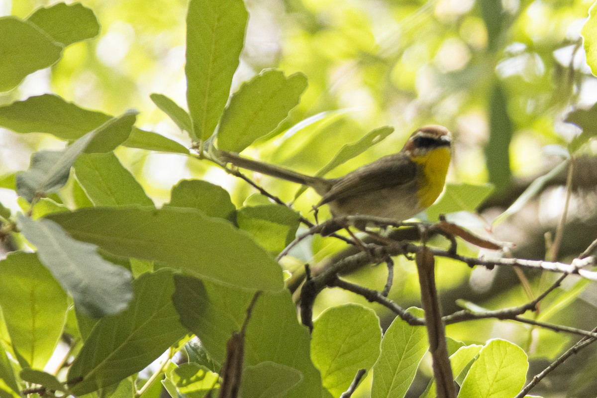 Rufous-capped Warbler - ML620030825