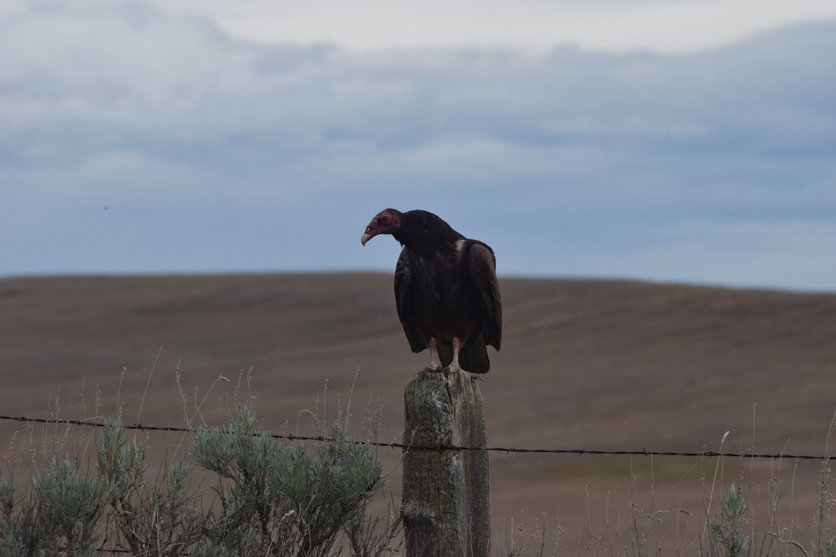 Turkey Vulture - ML620030827
