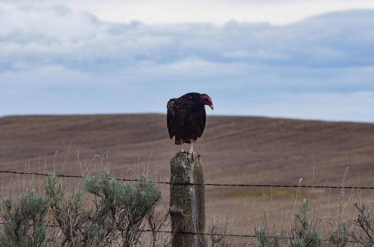Turkey Vulture - ML620030834