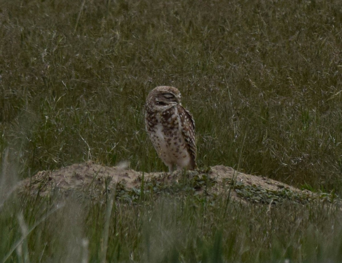 Burrowing Owl - ML620030845