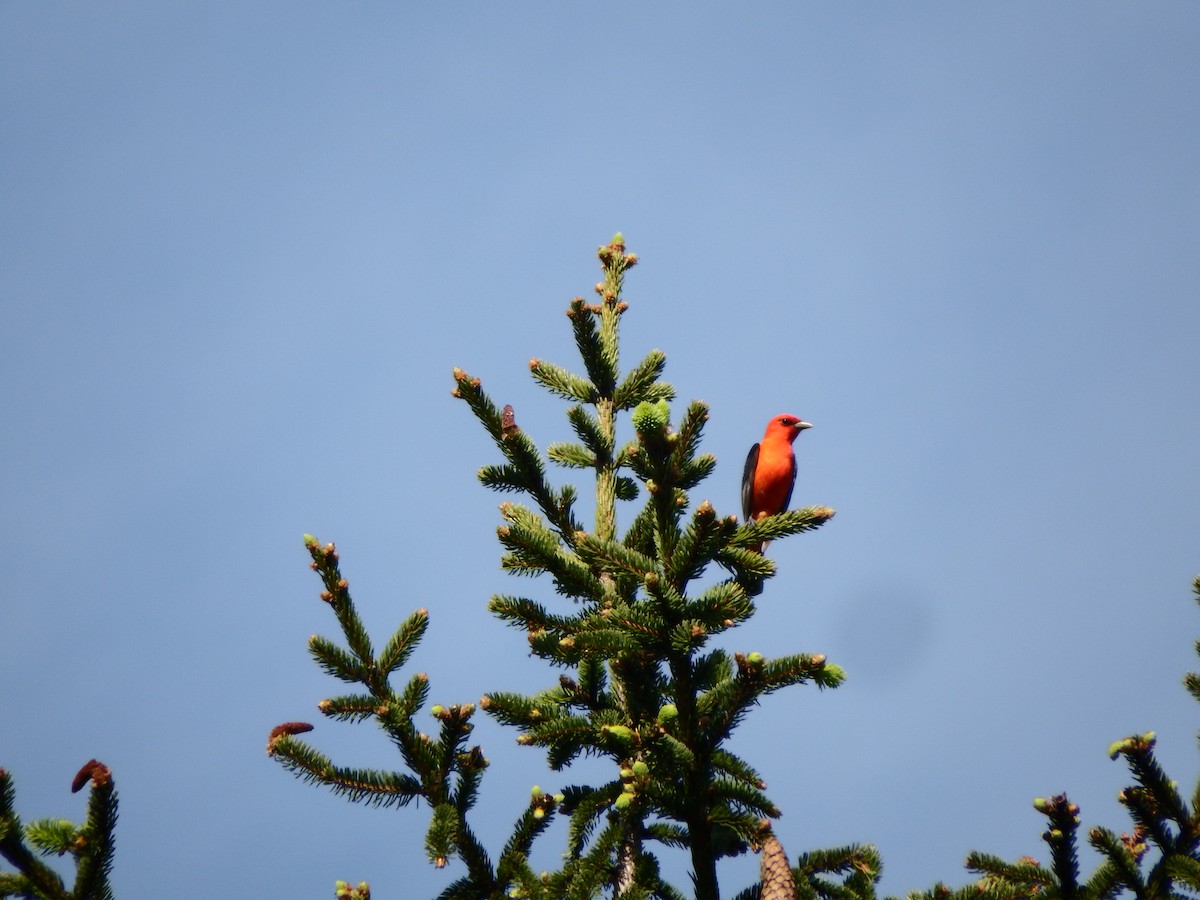 Scarlet Tanager - ML620030854