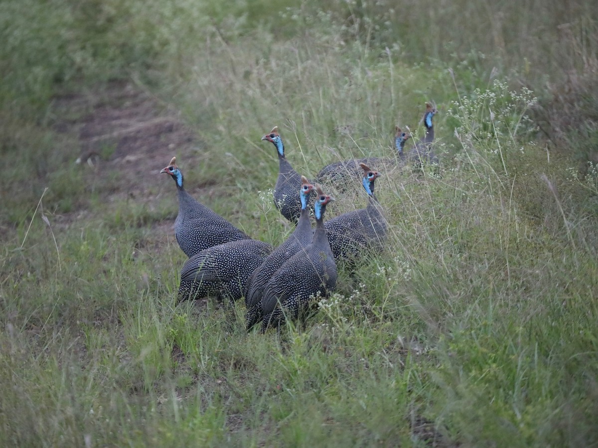 Helmeted Guineafowl - ML620030874