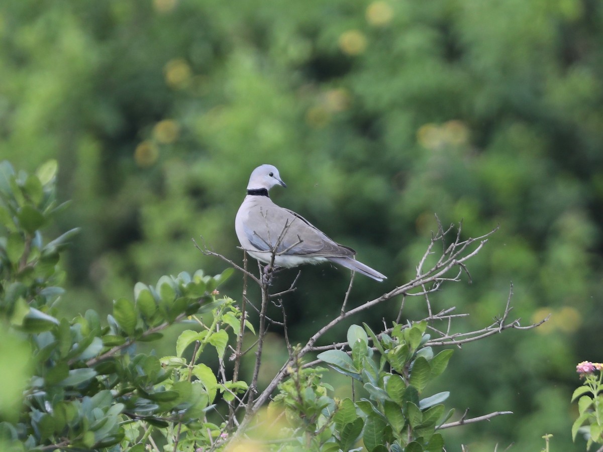 Ring-necked Dove - Darby Nugent
