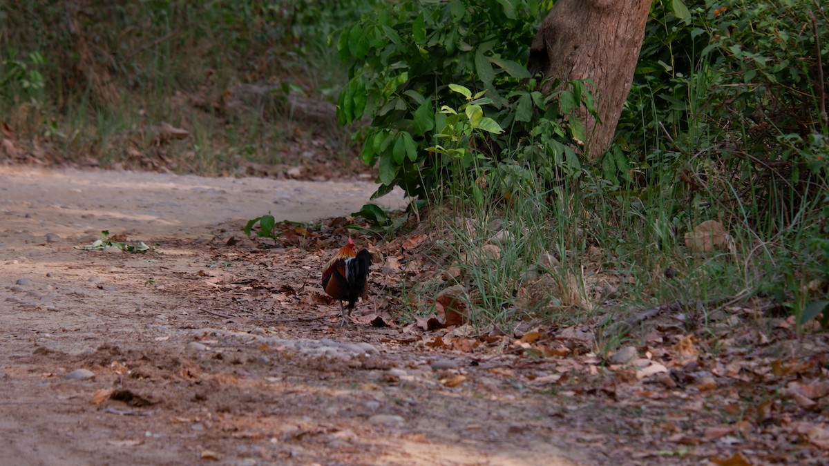 Red Junglefowl - ML620030926