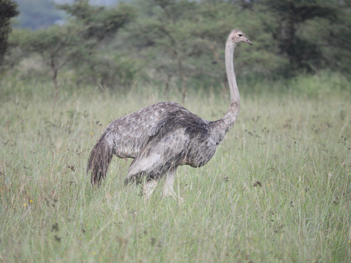 Common Ostrich - ML620030939