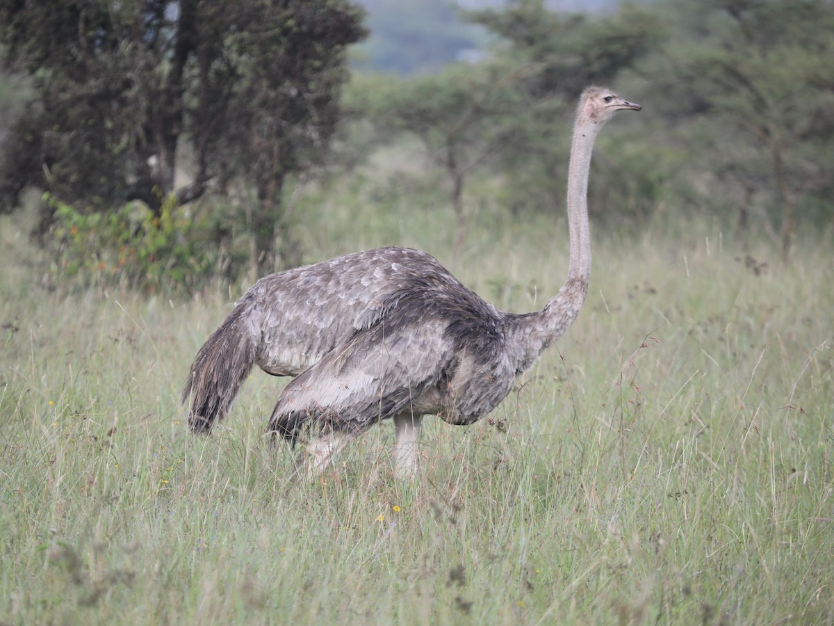 Common Ostrich - ML620030941