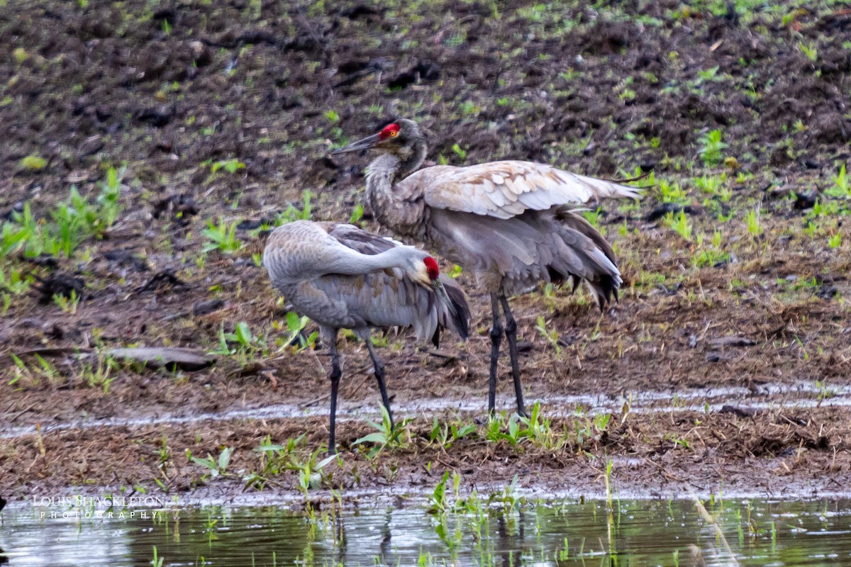Sandhill Crane - ML620030943