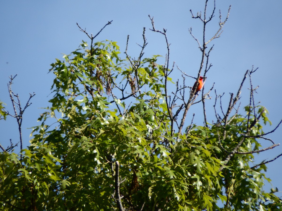 Scarlet Tanager - ML620030951