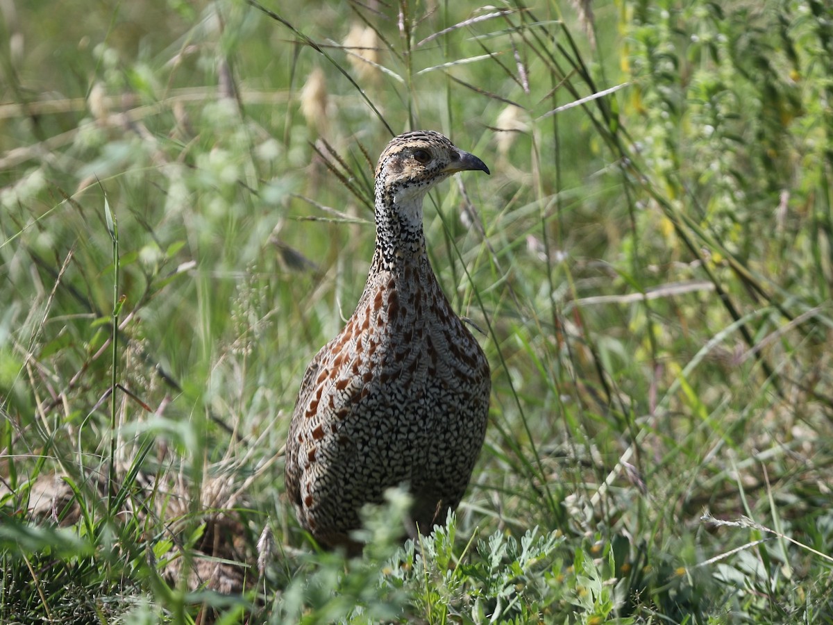 Francolin de Shelley - ML620030961