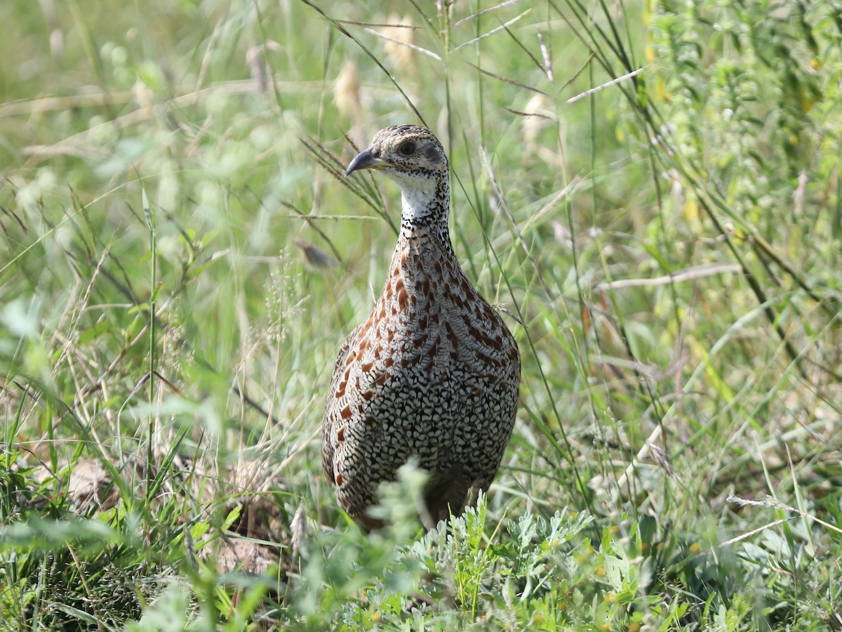 Francolin de Shelley - ML620030962