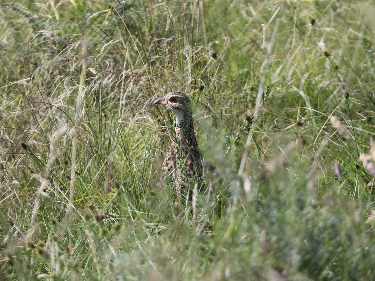 Shelley's Francolin - ML620030963