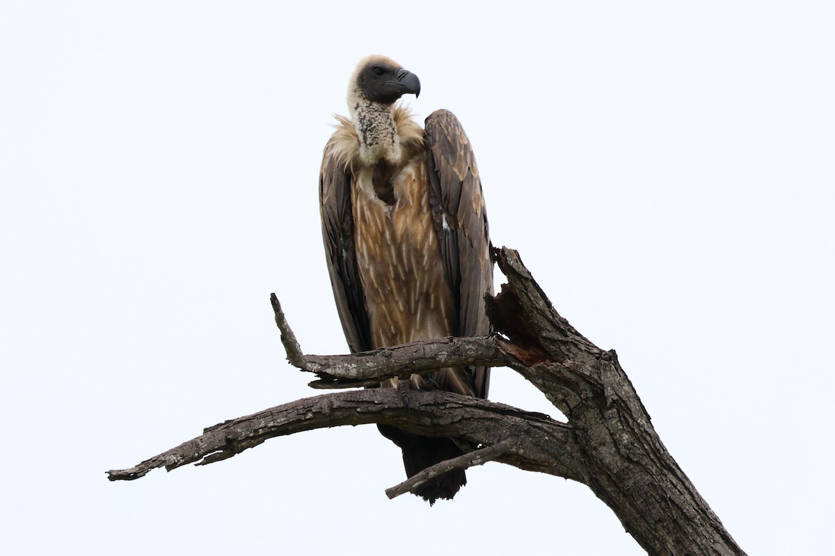 White-backed Vulture/Cape Griffon - ML620030968