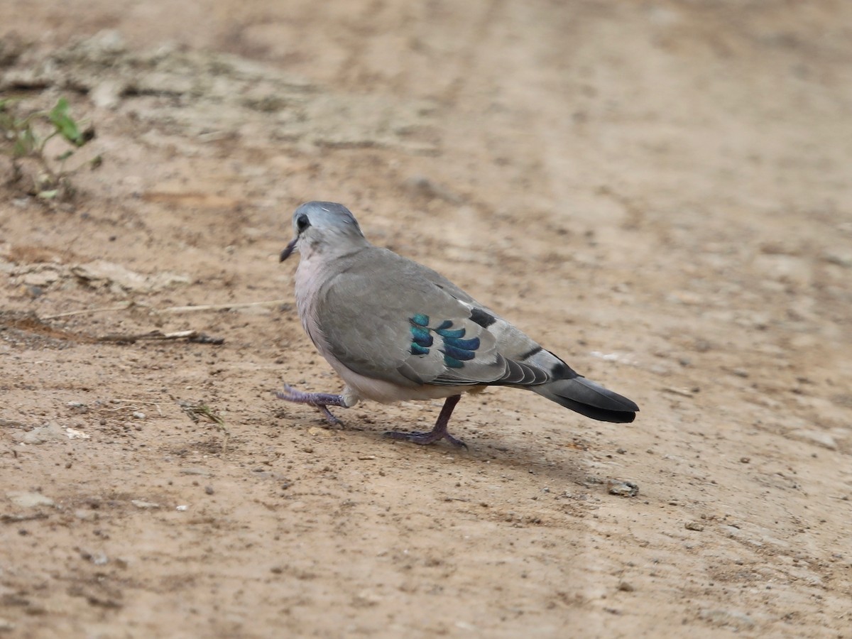 Emerald-spotted Wood-Dove - ML620030974