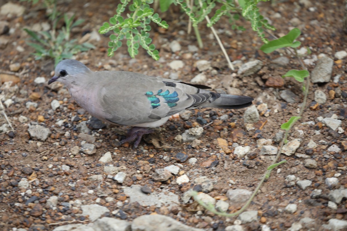 Emerald-spotted Wood-Dove - ML620030975
