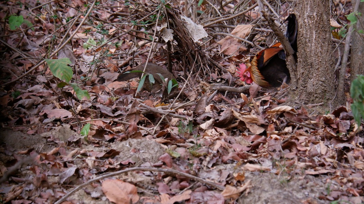 Red Junglefowl - ML620030994