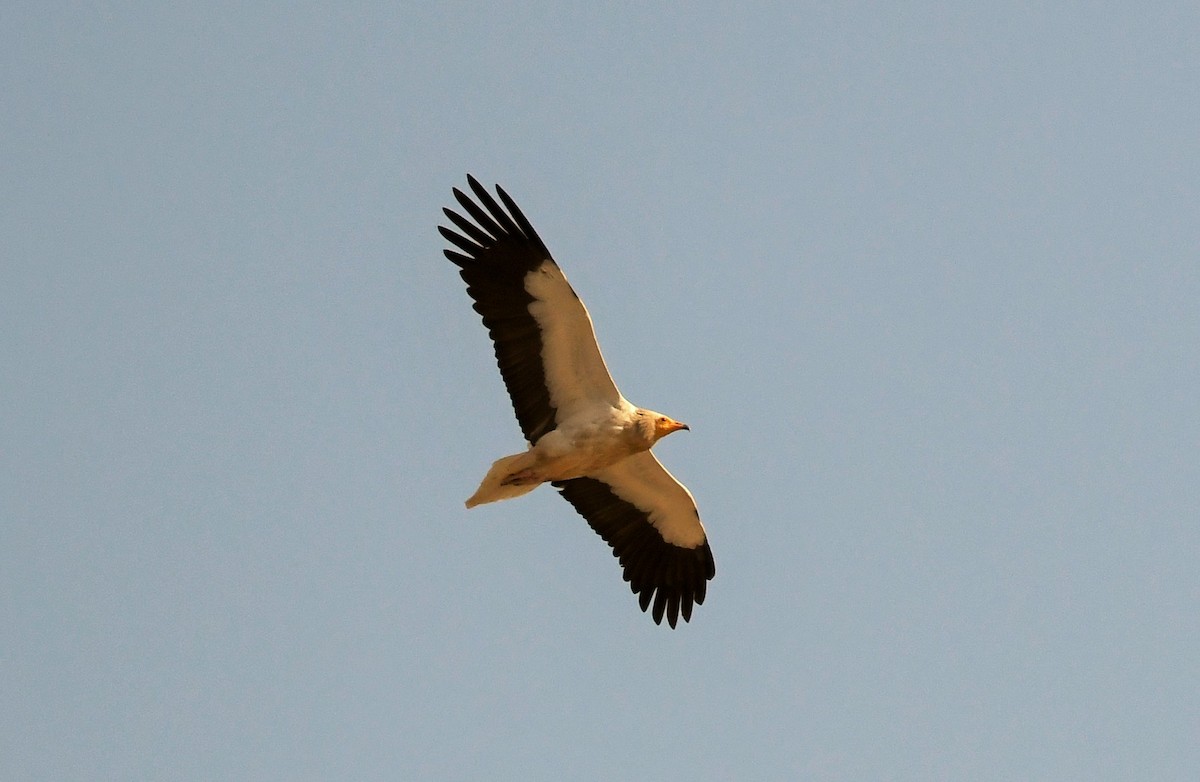 Egyptian Vulture - ML620030997