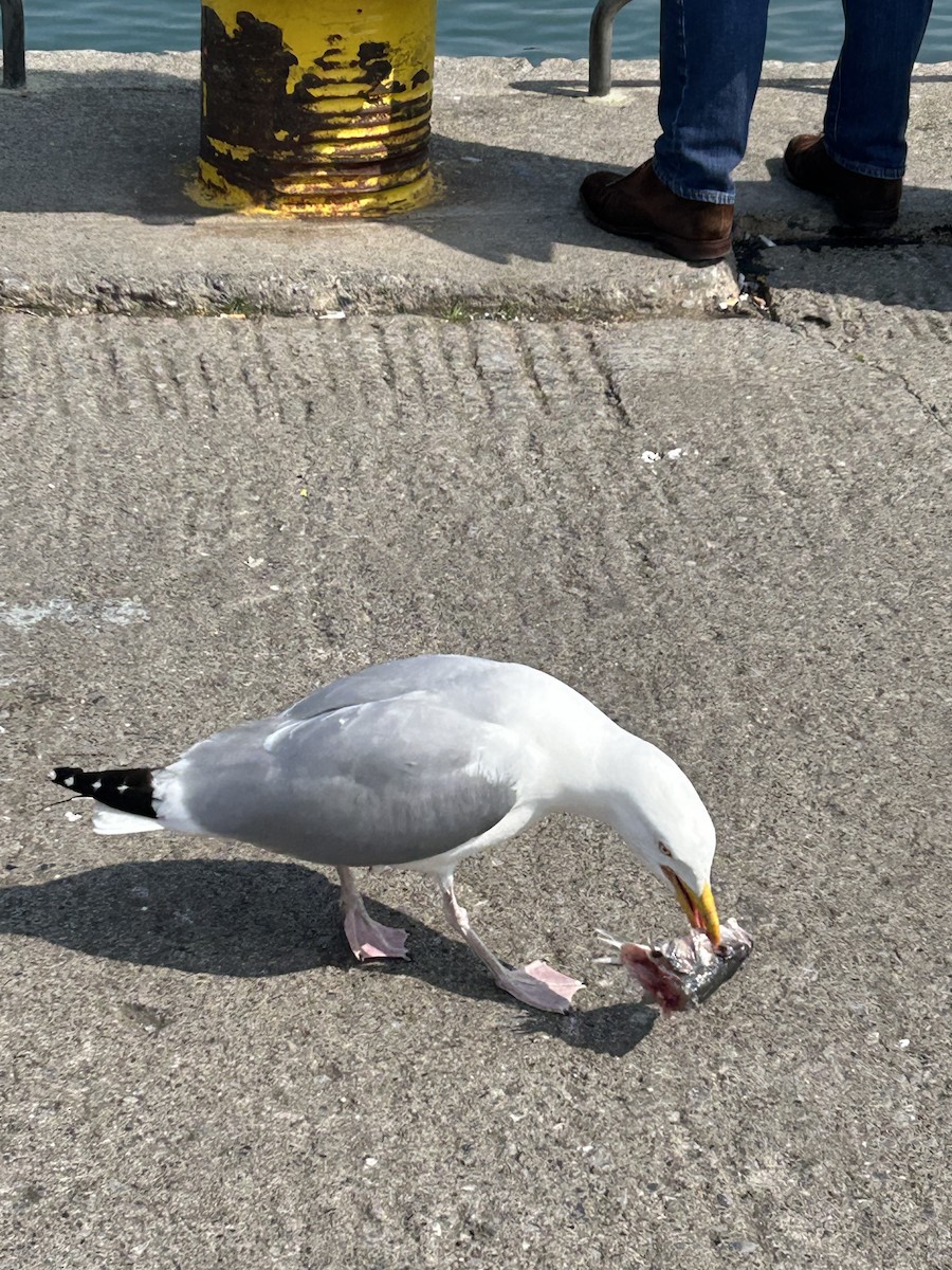 Herring Gull (European) - ML620031006