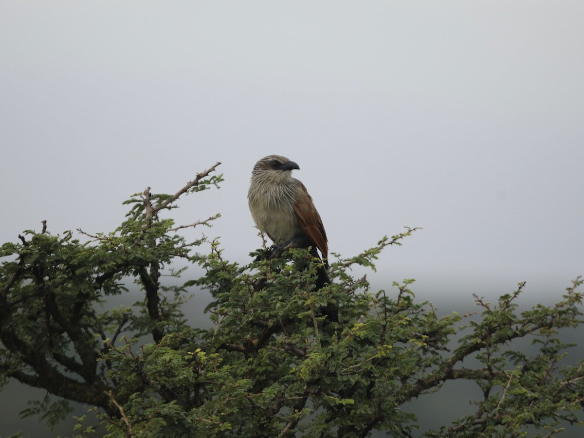 White-browed Coucal - ML620031012