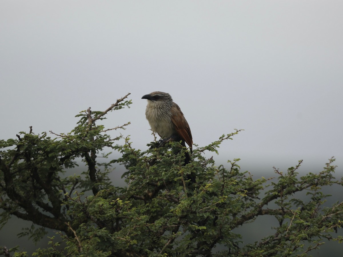 White-browed Coucal - ML620031013