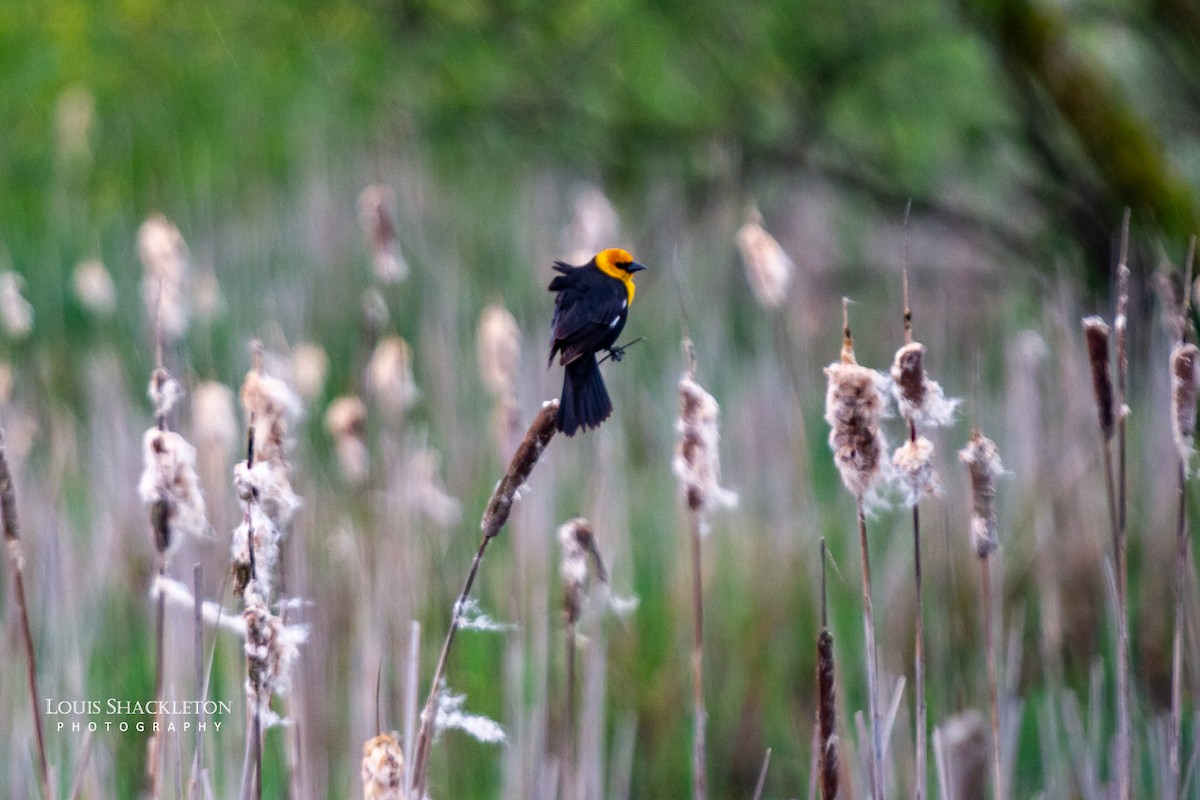 Yellow-headed Blackbird - ML620031024