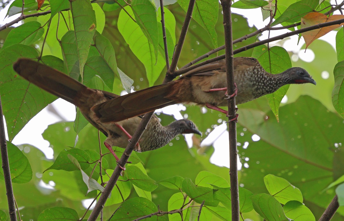 Speckled Chachalaca - Ad Konings