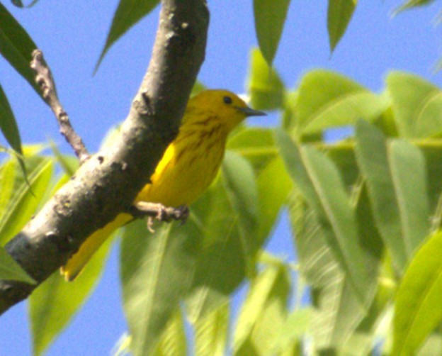 Yellow Warbler - ML620031030