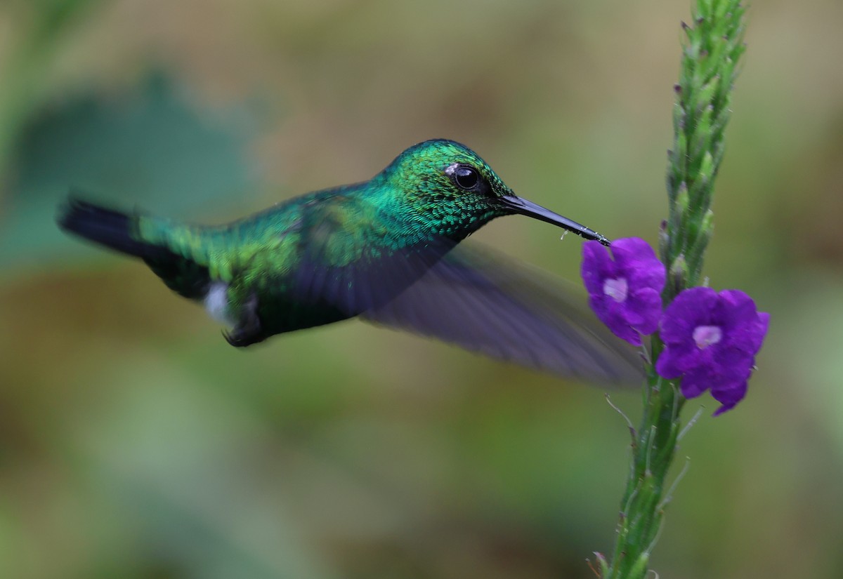 kolibřík modroocasý - ML620031033