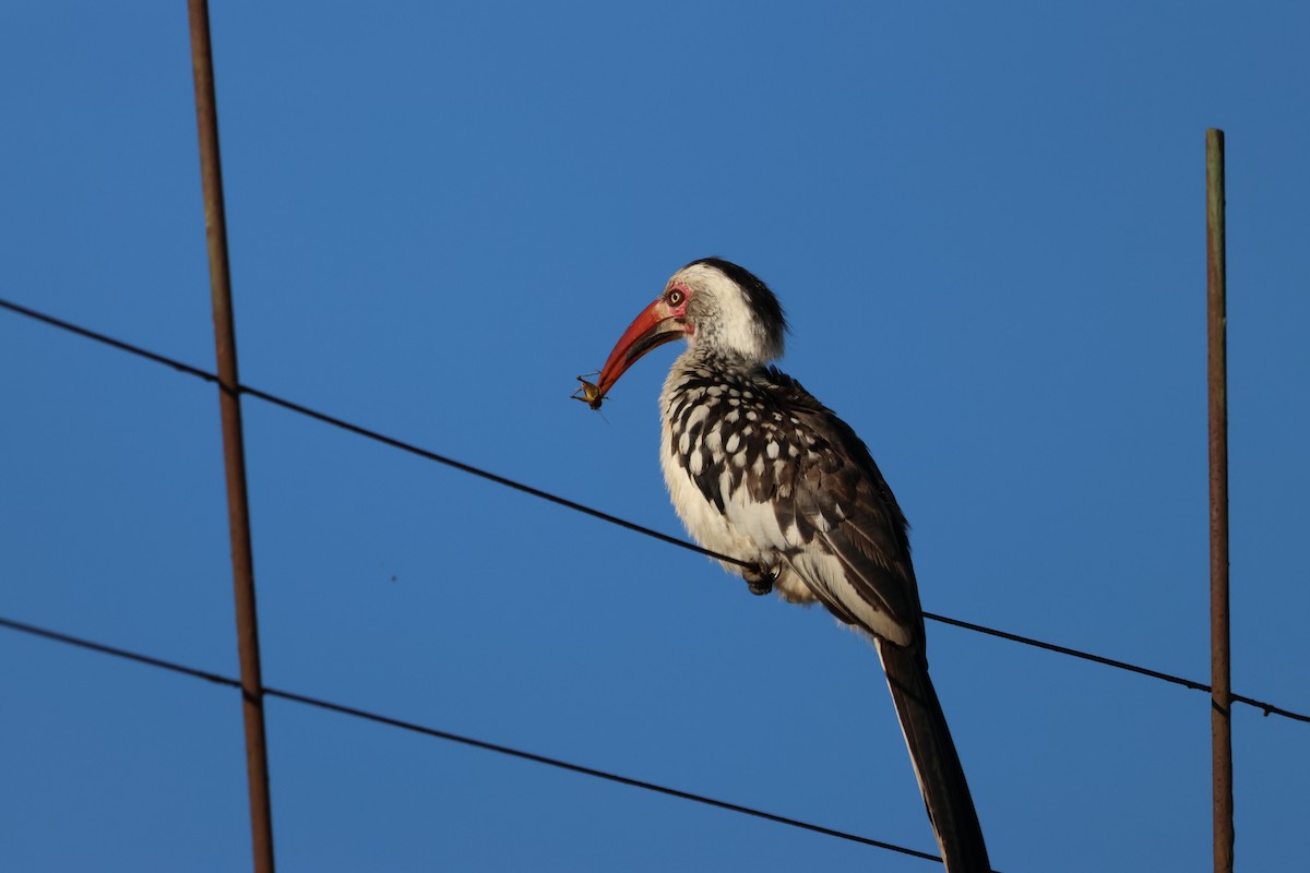 Southern Red-billed Hornbill - ML620031035