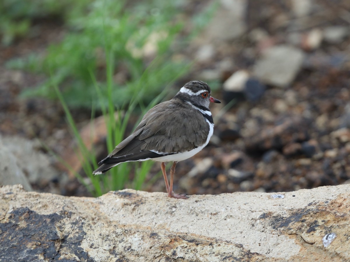 Three-banded Plover - ML620031036