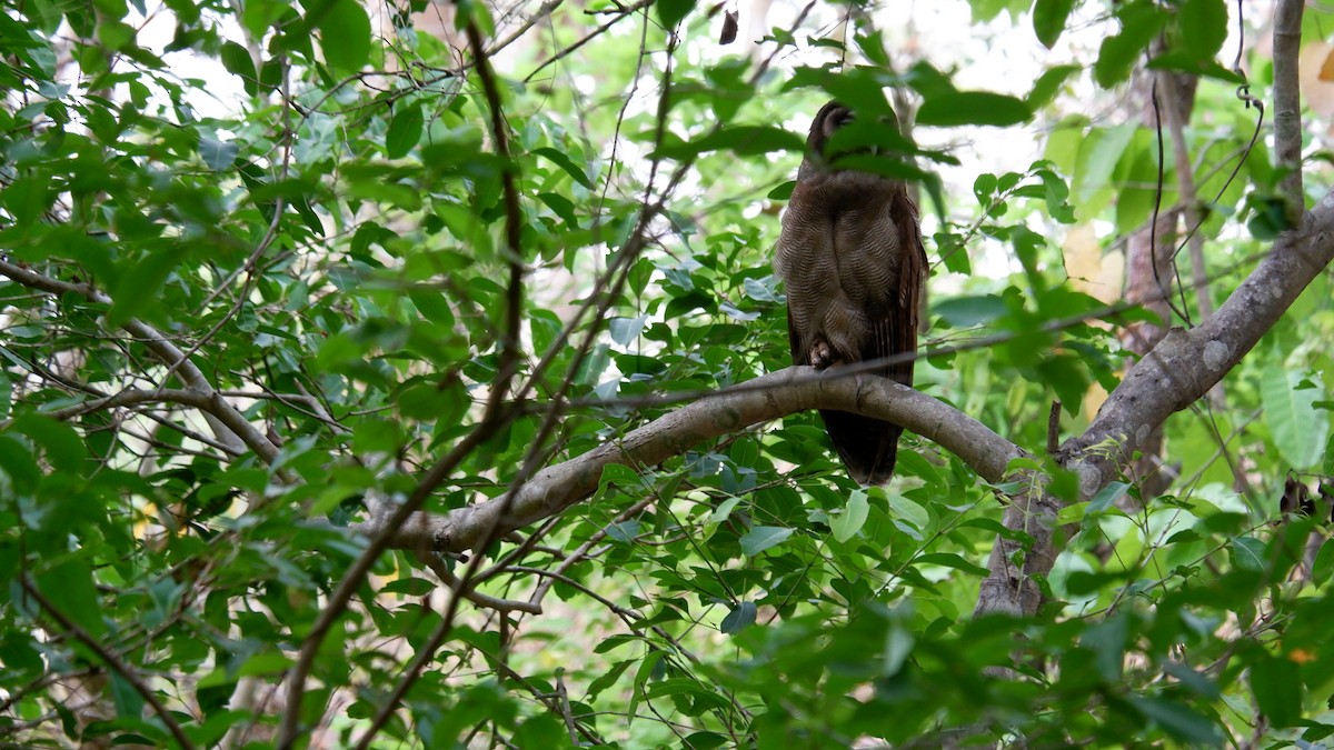 Brown Wood-Owl - ML620031039