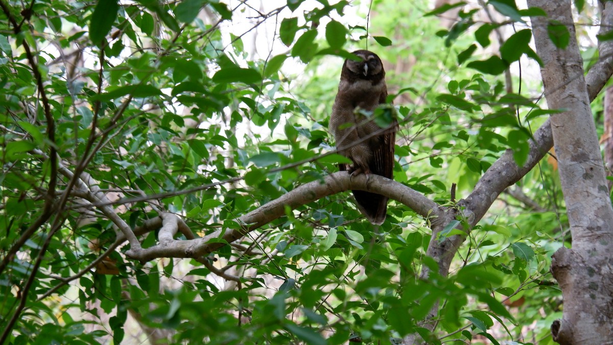 Brown Wood-Owl - ML620031040