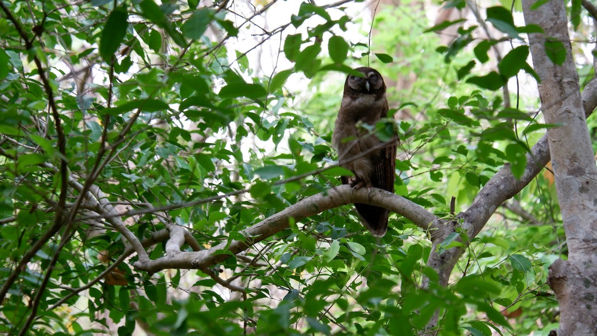 Brown Wood-Owl - ML620031042