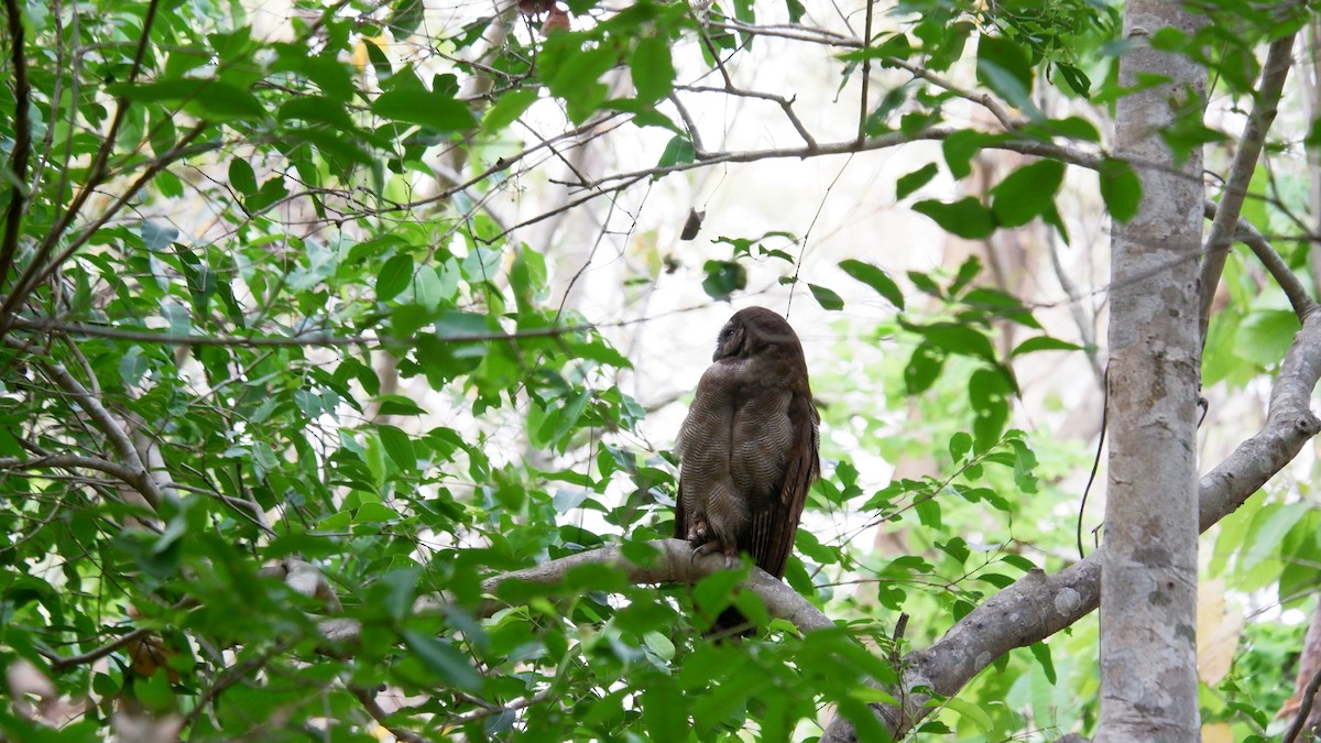 Brown Wood-Owl - ML620031046