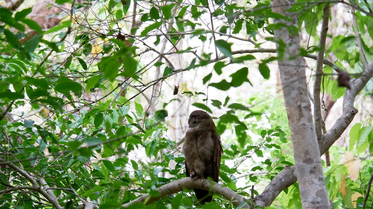 Brown Wood-Owl - ML620031049