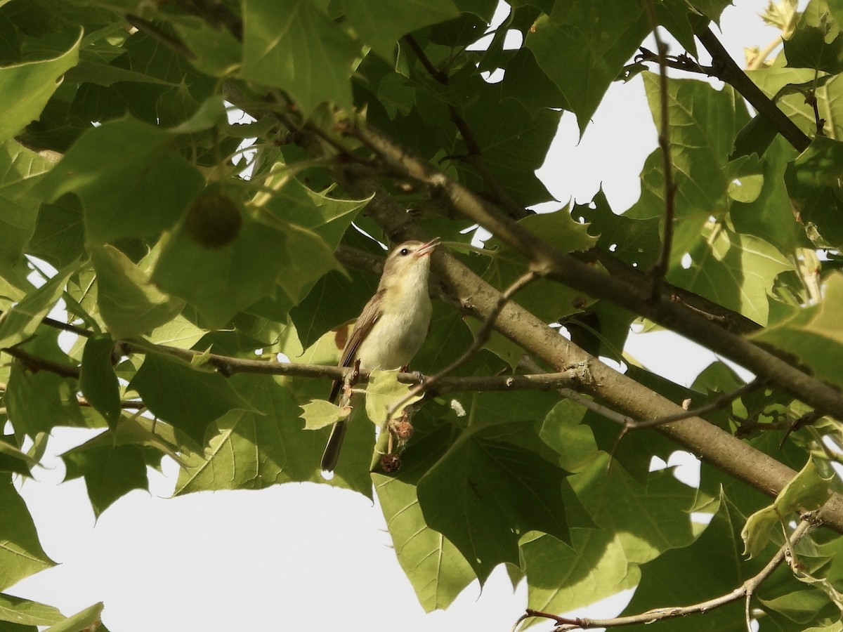 Warbling Vireo - ML620031071