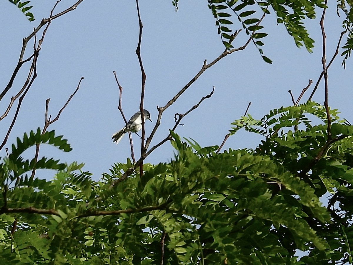 Blue-gray Gnatcatcher - ML620031082