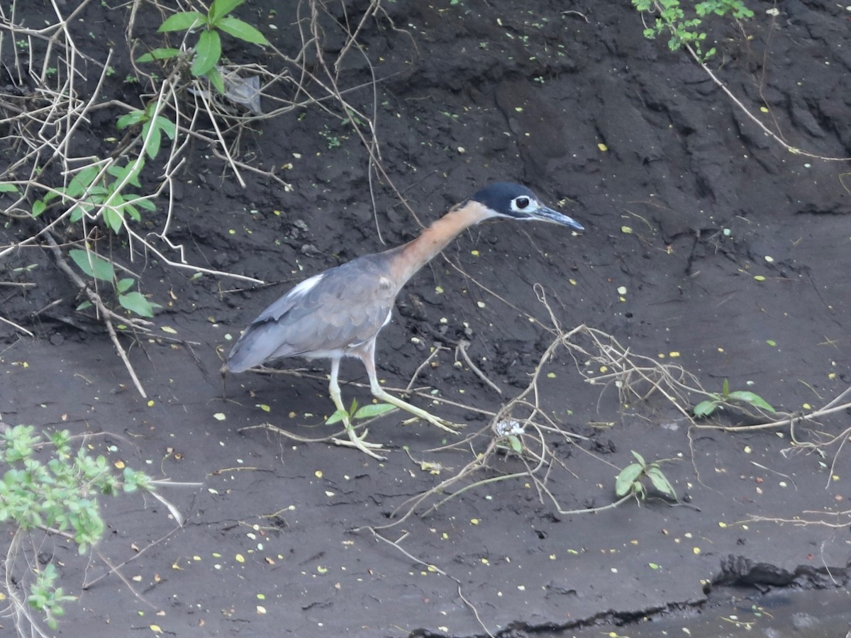 White-backed Night Heron - Darby Nugent