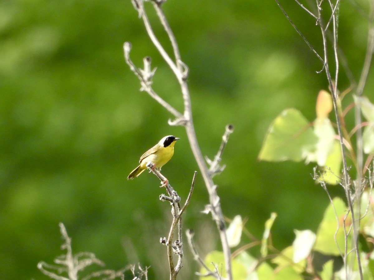 Common Yellowthroat - ML620031108