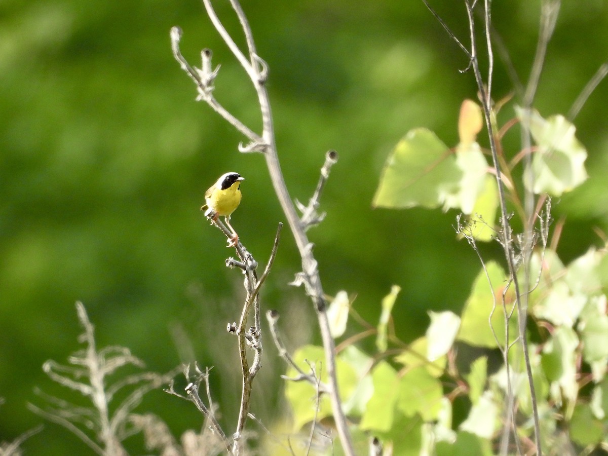 Common Yellowthroat - ML620031109