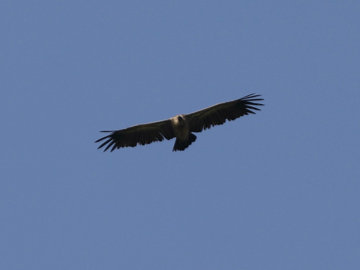 White-backed Vulture - ML620031128