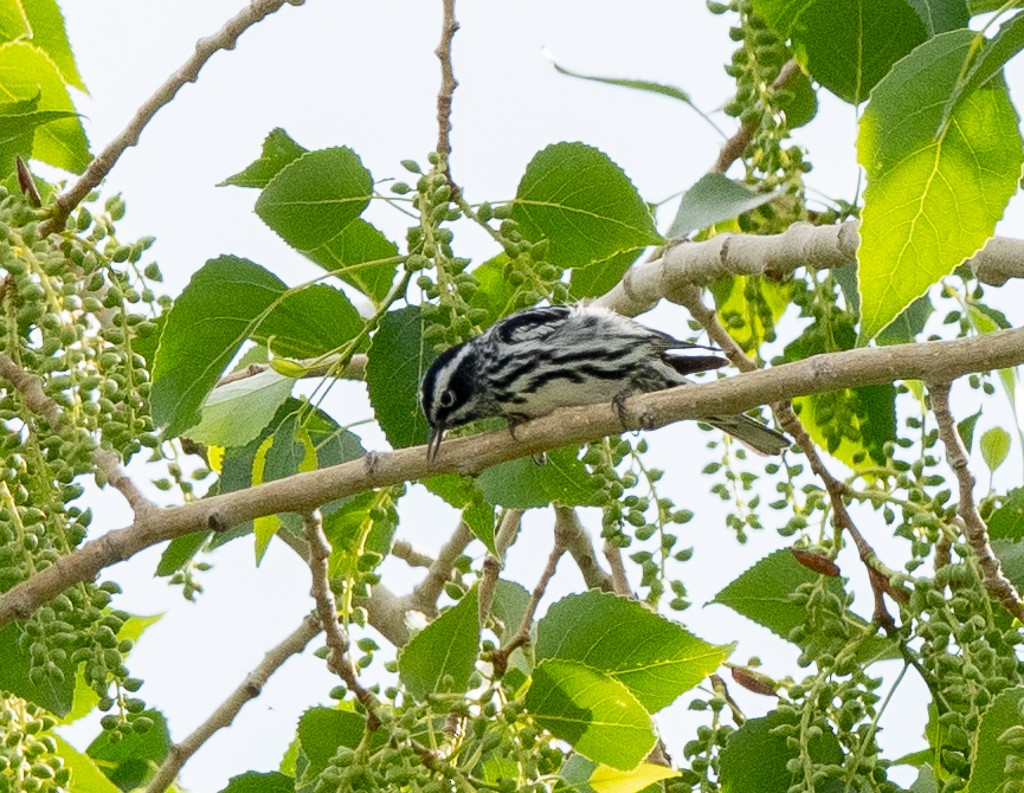 Black-and-white Warbler - ML620031133