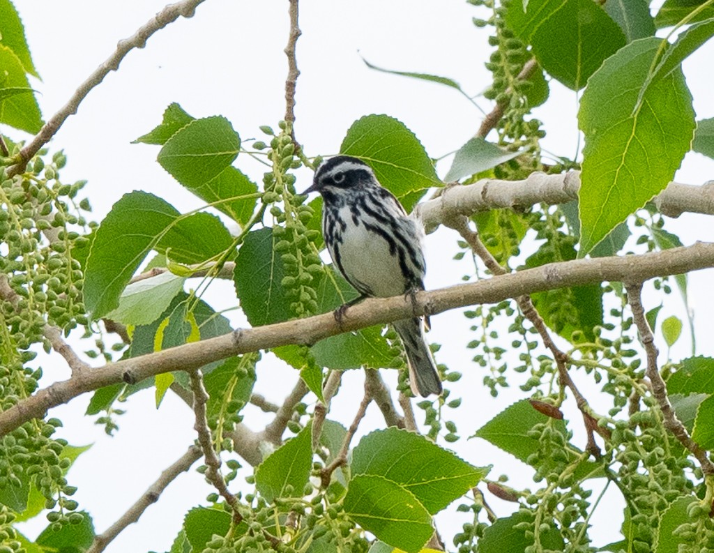 Black-and-white Warbler - ML620031134